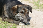 hundefotos hundefotos_mischling