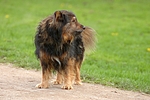 hundefotos hundefotos_mischling