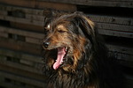 hundefotos hundefotos_mischling
