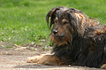 hundefotos hundefotos_mischling