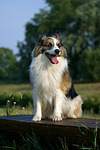 hundefotos hundefotos_mischling