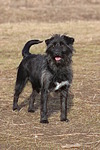 hundefotos hundefotos_mischling