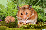 kleintierfotos hamster_-_goldhamster