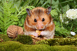 kleintierfotos hamster_-_goldhamster