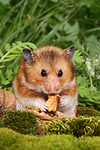 kleintierfotos hamster_-_goldhamster
