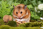 kleintierfotos hamster_-_goldhamster