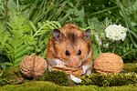 kleintierfotos hamster_-_goldhamster