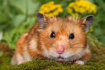 kleintierfotos hamster_-_goldhamster