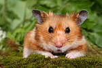 kleintierfotos hamster_-_goldhamster
