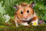 kleintierfotos hamster_-_goldhamster