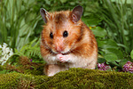 kleintierfotos hamster_-_goldhamster