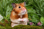 kleintierfotos hamster_-_goldhamster