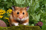 kleintierfotos hamster_-_goldhamster