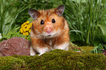 kleintierfotos hamster_-_goldhamster