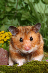 kleintierfotos hamster_-_goldhamster