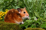 kleintierfotos hamster_-_goldhamster