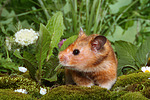 kleintierfotos hamster_-_goldhamster