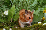 kleintierfotos hamster_-_goldhamster