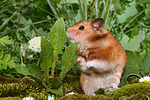 kleintierfotos hamster_-_goldhamster