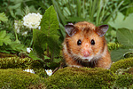 kleintierfotos hamster_-_goldhamster