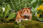 kleintierfotos hamster_-_goldhamster