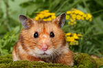 kleintierfotos hamster_-_goldhamster