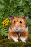 kleintierfotos hamster_-_goldhamster