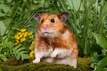 kleintierfotos hamster_-_goldhamster