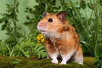 kleintierfotos hamster_-_goldhamster