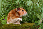 kleintierfotos hamster_-_goldhamster