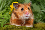 kleintierfotos hamster_-_goldhamster