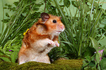 kleintierfotos hamster_-_goldhamster