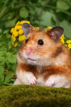 kleintierfotos hamster_-_goldhamster
