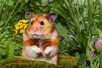kleintierfotos hamster_-_goldhamster