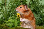 kleintierfotos hamster_-_goldhamster