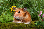 kleintierfotos hamster_-_goldhamster