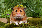kleintierfotos hamster_-_goldhamster