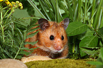 kleintierfotos hamster_-_goldhamster
