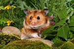 kleintierfotos hamster_-_goldhamster