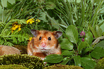 kleintierfotos hamster_-_goldhamster