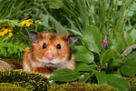 kleintierfotos hamster_-_goldhamster