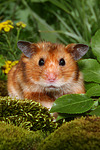 kleintierfotos hamster_-_goldhamster