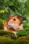 kleintierfotos hamster_-_goldhamster