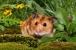 kleintierfotos hamster_-_goldhamster