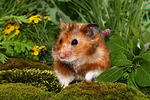 kleintierfotos hamster_-_goldhamster