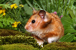 kleintierfotos hamster_-_goldhamster