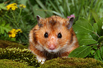 kleintierfotos hamster_-_goldhamster