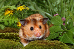 kleintierfotos hamster_-_goldhamster