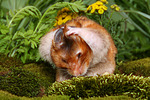 kleintierfotos hamster_-_goldhamster