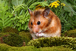kleintierfotos hamster_-_goldhamster